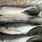 Frozen hardtail scad 200-300g