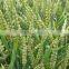 MACHINE CLEAN WHEAT