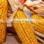 farm corn reaping equipment