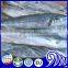 Land Frozen Spanish Mackerel for Sale