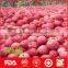 Export China fresh red fuji apples with great quality