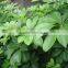 Evergreen Foliage Outdoor Landscaping Decorative Ornamental Plants Schefflera Octophylla (Lour.) Harms