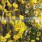 Tabebuia chrysantha