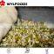 high quality frozen Soybean sprout 2015 best price