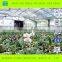 Hot sale Agricultural Muiti Span Greenhouse