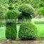 SJ100903 factory custom artificial boxwood buxus topiary sculpture animals