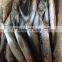 frozen seafood fish spanish mackerel