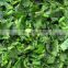 Spinacia oleracea Mill cheap healthy vegetables 2021 new crop food planet hot selling iqf frozen spinach