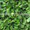 sandwich partner bulk export market prices vegetable frozen spinach 2021 new crop food planet hot selling iqf frozen spinach
