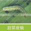 vegetable pest and disease control good examples of biopesticides