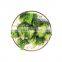 Frozen Broccoli IQF Broccoli Frozen Green Broccoli 3-5 CM
