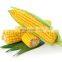 Maize husk peeling machine/sweet maize sheller