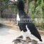 Animatronic Animal Great Auk for Sale