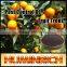 Huminrich Shenyang Bio Active Organic Potassium Humate With Fulvic Acid