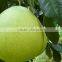 Fresh Pomelo with good quality for hot sale