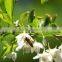 Benzoin Absolute Oil From Borg Export India