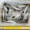 Frozen Round Scad Fish with Size 8-10