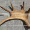 Dry Elk Antlers