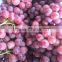 Chinese Globe Fresh Grape For Sale