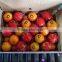 ORANGE WITH ALL REQUIRED SIZES
