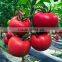 2016 Hybrid High yield disease-resistant Tomato seeds for growing- Tian Bao 338