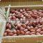 Chinese HACCP Certification long type blanched red skin peanut kernels