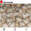 machines for Frozen champignons halves/dices/slices China brands