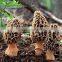 organic morels conica mushroom dried morel