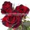 high quality fresh black rose flower with competitive price