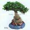 ficus microcarpa,ficus ginseng