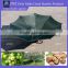 Olive Collection umbrella for sale