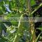 Natural Eco-friendly High Quality Bitter Bamboo Poles/Skewers For Climbing Plant