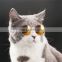 Cute pet Accessoires cat eye sun glass frame wine dog glasses