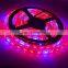 LED Plant Grow Strip Light Full Spectrum SMD5050 Red Blue 4:1 Rope Light for Aquarium Greenhouse Garden