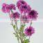 Fresh cut hot selling chrysanthemum bush mum bunch