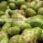 JUICE NONI FRUIT / MORINDA CITRIFOLIA INDONESIA ORIGIN