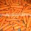 Fresh Chinese Carrot