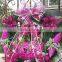 Beautiful Wedding Decorative Mesh Ribbon wire edge                        
                                                Quality Choice