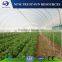 High quality single layer tunnel plastic film greenhouse for vegetable growing