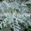 Top quality Senecio cineraria and other fresh cut flowers with the high quality