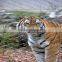 Stainless steel bird and animal netting enclosure