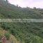 OEM Service Fresh Tea of This Year New Tea Wild Rocky Tea