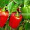 Fresh Capsicum, Fresh Green Peppers, Fresh Bell Pepers,Fresh Red Pepper