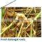 Dried Galangal Roots