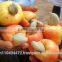Raw Dried Cashew Nut/Cashew Nuts in Africa