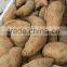 Exporter of Sweet Potato