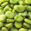 GREAT broad bean(1)