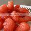 Preserved Cherry/Kiwi/Peach/Strawberry in Yantai