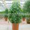Evergreen Foliage Outdoor Landscaping Decorative Ornamental Plants Schefflera Octophylla (Lour.) Harms