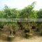 Natural Evergreen Ficus Benjamina L